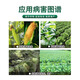 Guoguang Youlehong 8% ethyl ethyl ester coloring increases root production, promotes cell division, preserves flowers and fruits, growth regulator 8% ethyl ethyl ethyl 1000ml