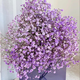 Colorful baby's breath, random color primary color, mixed color, fresh cut flowers, can be used as dried flower base, straight hair, long flowering period, purple baby's breath 100g