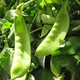 Dutch pea seeds, pea seedlings, four-season sweet old varieties, pea seeds, broad beans, rapeseed, pointed peas, high-yield snow pea seeds, original pack of about 50 seeds