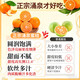 Uncle Sam's Authentic Linhai Yongquan Tangerine, Next Day Delivery to Many Places, Seedless Tangerine Orange Fruit Gift Box, Best Selling* Premium Fruit, Fruit Circumference 50-60mm, Super Sweet, Alpine Old Tree Fruit, 5 Jin Jin is equal to 0.5 kg, Gift Box, Carefully Selected by Farmers, Net 4.5