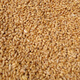 2024 Dry wheat with skin, farmer’s wheat grains in bulk for making maltose, wheat seeds, germination, juice grinding and consumption. 5 Jin Jin is equal to 0.5 kg.