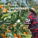 Jingmi Xiangshan Red Beauty Citrus Net Weight 4.5Jin Jin is equal to 0.5kg 12 pieces starting from 180g Ehime Jelly Orange Straight from the source