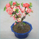 Laozhuang Begonia Four Seasons Begonia flower sapling potted bonsai cold-resistant indoor and outdoor courtyard blooms continuously in all seasons, five-year seedling flowering period with buds