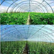 Thickened greenhouse film PO film anti-fog anti-aging non-drip film windproof insulation vegetable agricultural breeding plastic thickened high-transmittance PO film 18S If you need other sizes and thicknesses, please contact customer service