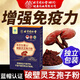 朕皇北京同仁堂破壁灵芝孢子粉增强免疫力中老年高破壁有机认证孢子粉 灵芝孢子粉30g（红盒）