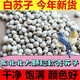 New white perilla large grain perilla seeds bird food canary hibiscus bird oriole pearl white swallow jade bird food parrot bird food 1Jin Jin is equal to 0.5 kg white perilla