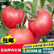 Tomato seeds old variety tomato seeds taste good pink fruit large fruit tomato pink fruit tomato seeds hardcover 200 capsules * 2 servings-A