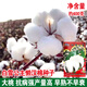 Семена хлопка Qiuying Liangmian 818, высокоурожайный гибридный хлопок, высокоурожайные семена полевых посадок, устойчивые к насекомым большие семена хлопка персика, подупаковка Snow White Lazy Cotton 10 г