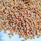 2024 Dry wheat with skin, farmer’s wheat grains in bulk for making maltose, wheat seeds, germination, juice grinding and consumption. 5 Jin Jin is equal to 0.5 kg.