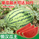 Fruit set, strawberry, cherry tomatoes, croissant, honey, watermelon, balcony potted farmhouse garden melon seeds, various kinds of rock sugar unicorn watermelon seeds, 2 packs, about 100 seeds