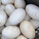 Authentic local goose eggs, fresh farm-raised goose eggs, large goose eggs, nourishing breakfast for pregnant women and babies, fresh JD.com 12 pieces, 100-120g, very cost-effective to eat by yourself Authentic local goose eggs, fresh farm-raised goose eggs, large goose eggs, nourishing breakfast for pregnant women and babies, fresh JD.com 12 pieces, 100-120g, very cost-effective to eat by yourself