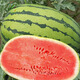 NONGZHIZI Sweet 4k watermelon seeds early maturing 4k potted plants 4k gifts God of War 2k watermelon seedlings seeds stone Lazy King watermelon seeds 50 capsules/bag
