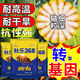 Nationally approved Qiule 368 corn seeds, ultra-dwarf, large sticks, high yield, lodging resistance, disease resistance, drought resistance, original hybrid, wide adaptability, tolerance to dense planting, resistance to lodging, resistance to high temperature, 4200 grains per bag, multiple items (++)