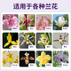 Jinyate nutrient solution orchid multi-arrow special fertilizer to promote flowering fertilizer bud bursting, flowering and rooting without dilution 500ml