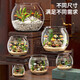 Round household transparent small fish tank desktop 4K ultra-clear desktop fish tank decoration and ornamental one-piece desktop ecological aquarium turtle tank goldfish tank round fish tank extra large 21*22.5*24.5cm
