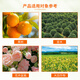Guoguang stick fertilizer garden big tree transplant tree street tree ancient tree supplement fertilizer rejuvenation special wedge 45% compound fertilizer stick fertilizer 110g*10