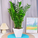Money tree to attract wealth, large green plant in the living room, easy to maintain, formaldehyde-absorbing for opening housewarming gift, diamond-shaped white basin, height 65-75cm + bow tie 55-80cm