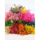 Jatu Dace Festival Dried Flowers Everlasting Gypsophila Real Flowers Home Wedding Decoration Flower Arrangement Window Soft Decoration Landscaping Dream Star Yunnan Straight Everlasting Gypsophila Light Pink About 120g