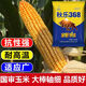 Nationally approved Qiule 368 corn seeds, ultra-dwarf, large sticks, high yield, lodging resistance, disease resistance, drought resistance, original hybrid, wide adaptability, tolerance to dense planting, resistance to lodging, resistance to high temperature, 4200 grains per bag, multiple items (++)