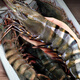 Fresh Jingcai 2025 Fujian Live Frozen Black Tiger Shrimp Net Weight 3Jin Jin is equal to 0.5kg 2030Specifications 30-45 pieces/box Extra Large