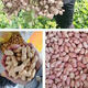 Haihua No. 1 Peanut Seed Academy of Agricultural Sciences New Variety Shelled Thin Shell Large Peanut Seed Thin Shell Peanut Seed Academy of Agricultural Sciences Original Seed 503g (1 Jin Jin is equal to 0.5 kg) (unpacked in bulk)