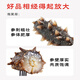Fishing Travel Notes National Standard 11 times foaming Dalian light dried sea cucumber net weight 50g 8-15 pieces family size straight from the source