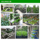 Seed collection 12 kinds of vegetable seeds, four-season vegetable seeds, balcony potted green plants, easy to grow in the courtyard in spring and autumn, coriander + spinach + lettuce + cabbage + green onions