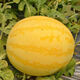 Huangmeiren watermelon seeds, yellow-skinned sweet king, early-maturing watermelon seeds, southern fruits, spring and four seasons vegetable seeds, Huangmeiren watermelon seeds, 3 packs, about 60 capsules