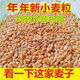 2024 Dry wheat with skin, farmer’s wheat grains in bulk for making maltose, wheat seeds, germination, juice grinding and consumption. 5 Jin Jin is equal to 0.5 kg.