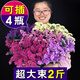 LDVEP Yunnan Forget-Me-Nots Dried Flower Bouquet of Gypsophila Real Flowers Purple Forget-Me-Nots 2Jin Jin equals 0.5kg