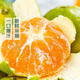 The whole box of rock sugar seedless tangerines is about 2kg