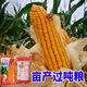 Национальный обзор Banghaoyu, коллекция высокоурожайных семян кукурузы, Юньнань-Гуйчжоу, Сычуань, Сычуань, с коротким стеблем, очень большая палочка, устойчивая к полеганию, семена прицветника, оригинальные 1 кг (приблизительно 1 му земли)