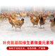 Jinpai Chao National Animal Protection Chicken Free Range Chicken Mountain Laying Hen Compound Premix Multidimensional Amino Acid Trace Elements 5Jin Jin is equal to 0.5kg, packed 50Jin Jin is equal to 0.5kg bag, 5 bags are relatively heavy, send logistics