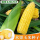 National Approval Fruit Corn Seeds Fresh Sweet and Crisp National Approval Sweet Corn Seeds Farmhouse Garden Vegetables National Approval Fruit Corn Seeds 1 pack of about 50 pieces