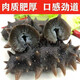 Factory direct sales of authentic wild sea cucumbers and sea cucumbers without ice, fresh deep sea sea cucumbers, high quality sea cucumbers wholesale, 20 extra large king sea cucumbers, net weight 1kg, no ice, vacuum individually packaged