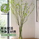 Dragon Willow Fresh Branches Hydroponic Plant Snow Willow Dried Branches with Flower Buds Willow Branches Living Room Green Plants Flowers Indoor Potted Plants Easy to Grow Chinese Style Hanging Clock Selected 5 branches of Dragon Willow 1 meter high (soaked in water to grow leaves)