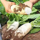 Hebei fresh white radish freshly dug sweet and crispy sand fruit radish carrot farm vegetable nutrition healthy nutrition fresh white radish 3.7-4 net weight