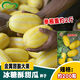 Golden dense melon seeds, melon dense seeds, Golden Road fruits, early maturing, high yield, disease resistance, extra large spring melon fruit seeds, golden dense seeds/pack, about 100 seeds, 1 pack