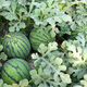 Jingxin No. 1 watermelon seeds, thin-skinned watermelon seeds, super sweet, early-maturing watermelon seeds, high-yielding farm garden watermelon seeds, Jingxin No. 1 seeds/pack, about 50 seeds, 5 packs