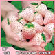 Creamy White Strawberry Seeds Four Seasons White Strawberry Seeds Vegetable Seeds and Beauty Home Potted Balcony Planting Creamy White Strawberry Seeds/Pack About 100 capsules 1 pack