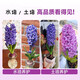 Imported hyacinth seed bulbs, large ball hydroponic office soil culture potted plants, winter cold-resistant flowering, easy to grow flowers for novices, blue pearls, circumference 16/17cm