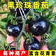 Sugar water black pearl black tomato seeds black persimmon small tomato seeds cherry tomatoes balcony potted fruit and vegetable seeds black gem tomato seeds 500 capsules/5 packs + fertilizer new seeds of the year