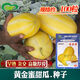 Golden dense melon seeds, melon dense seeds, Golden Road fruits, early maturing, high yield, disease resistance, extra large spring melon fruit seeds, golden dense seeds/pack, about 100 seeds, 1 pack