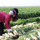 Hebei fresh white radish freshly dug sweet and crispy sand fruit radish carrot farm vegetable nutrition healthy nutrition fresh white radish 3.7-4 net weight