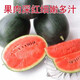 Watermelon set, watermelon seeds, watermelon balcony potted farmhouse garden melon seeds, various varieties, Black Beauty watermelon seeds, 2 packs, about 100 pieces