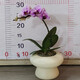 New Year's Eve Flowers Spring Festival Phalaenopsis Potted Flower Seedlings Desktop Decoration Flowers and Plants Good for All Seasons Green Plants New Year's Goods Pink Phalaenopsis with Small Resin UFO Set Pot