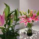Perfume Lily Flower Shop's Same Style Chinese Valentine's Day Gift Flowers Yunnan Base Straight Hair Mix and Match Fresh Cut Flowers 1 Random Special Price Lily 9 Flowers (Variety and Color Not Specified)