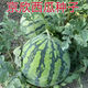 Jingxin No. 1 watermelon seeds, thin-skinned watermelon seeds, super sweet, early-maturing watermelon seeds, high-yielding farm garden watermelon seeds, Jingxin No. 1 seeds/pack, about 50 seeds, 5 packs