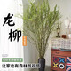 Dragon Willow Fresh Branches Hydroponic Plant Snow Willow Dried Branches with Flower Buds Willow Branches Living Room Green Plants Flowers Indoor Potted Plants Easy to Grow Chinese Style Hanging Clock Selected 5 branches of Dragon Willow 1 meter high (soaked in water to grow leaves)