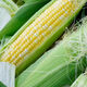 Beijing fresh Yunnan fruit corn 5Jin Jin is equal to 0.5kg, fresh sweet corn on the cob, sweet, crisp and juicy, fresh vegetables, straight from the source